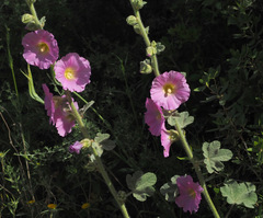 Alcea setosa