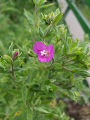 Epilobium hirsutum