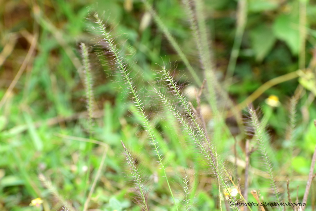 Perotis indica (Perotis indica)
