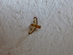 Toxonevra laetabilis