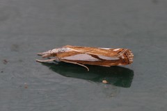 Catoptria