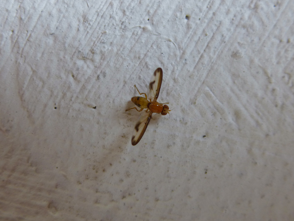 Palloptera laetabilis