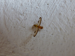 Toxonevra laetabilis