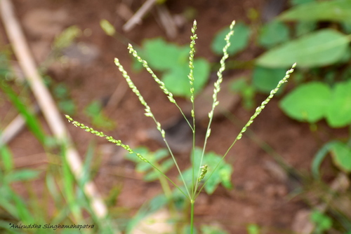 summergrass (Alloteropsis cimicina)