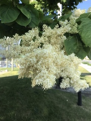 Syringa reticulata