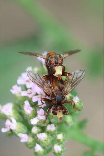 Ferruginous Bee-Grabber, Noordoostelijk van Schaarsbergen, Arnhem, Nederland, photo 9 of 10
