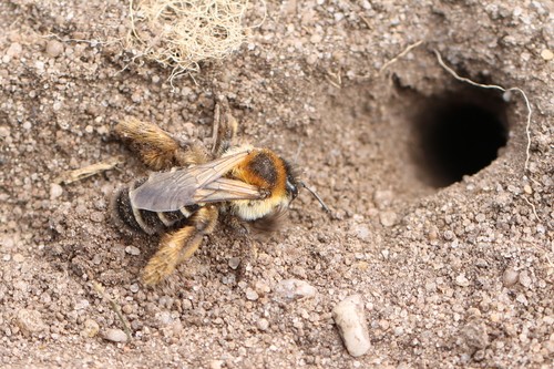 Common Pantaloon Bee, 6871 Renkum, Nederland, photo 10 of 10