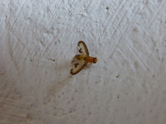 Toxonevra laetabilis