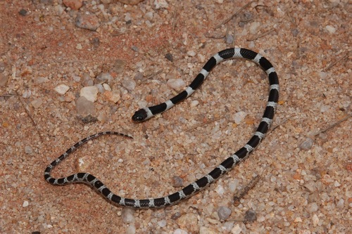 Photo of a Vellore Bridal Snake (Lycodon nympha)