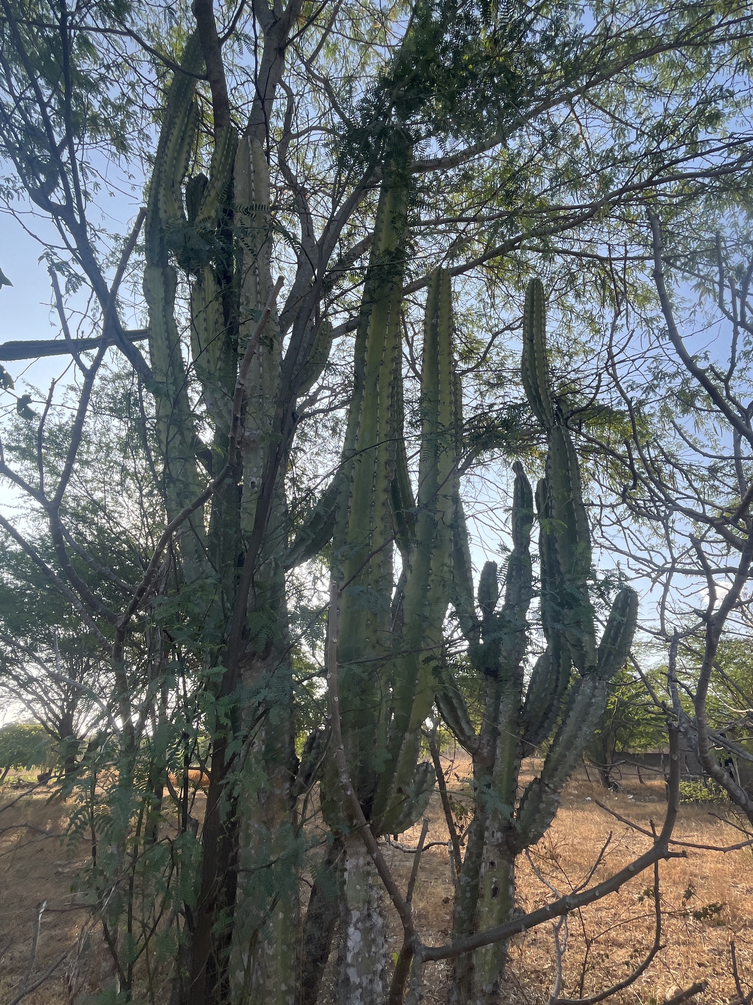 Cereus jamacaru