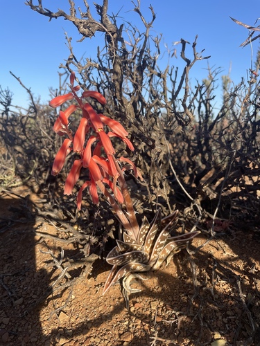 Image of Gonialoe Variegata (Gonialoe variegata) by (c) Justin Ponder, some rights reserved (CC BY)
