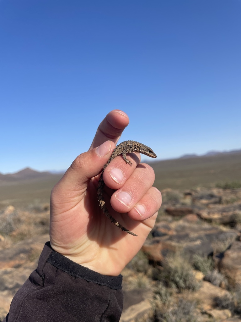Dwarf Karoo Girdled Lizard