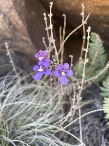 Image of Diascia Alonsooides (Diascia alonsooides) by (c) Justin Ponder, some rights reserved (CC BY)