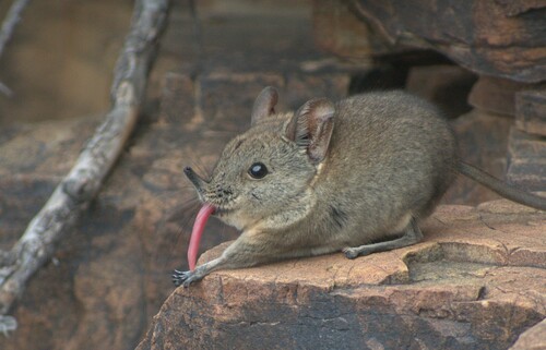 Karoo Rock Sengi