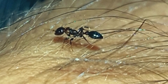 Pseudomyrmex ejectus