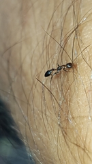 Pseudomyrmex ejectus
