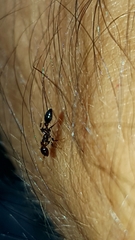 Pseudomyrmex ejectus