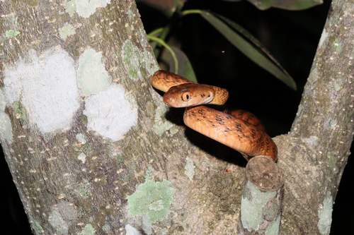 Brown Tree Snake sighting