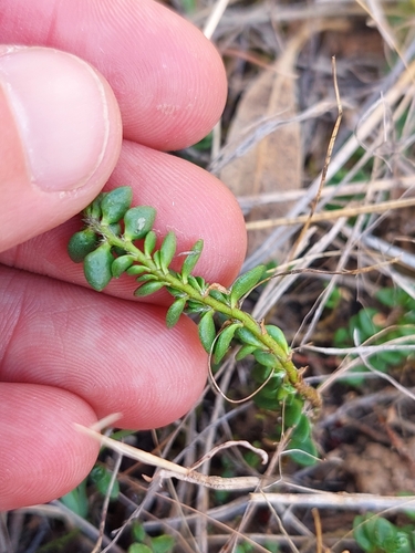 Image of Wilsonia rotundifolia by (c) Nina Kerr, some rights reserved (CC BY)