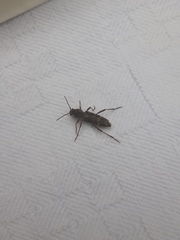 Xylotrechus smei