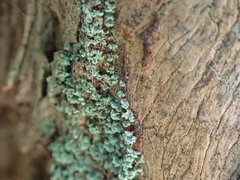 Hypocenomyce scalaris