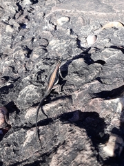 Tropidurus semitaeniatus