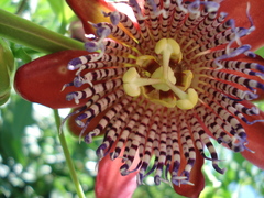 Passiflora alata