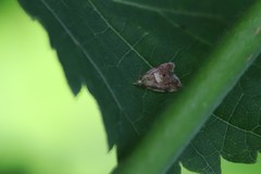 Pseudargyrotoza conwagana