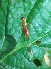 Apterygida albipennis