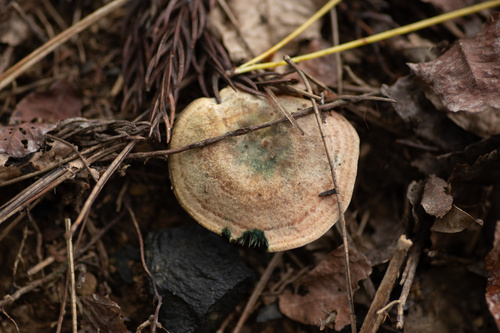 Lactarius hatsudake