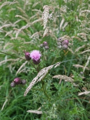 Cirsium arvense