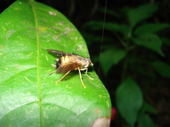 Tachinidae