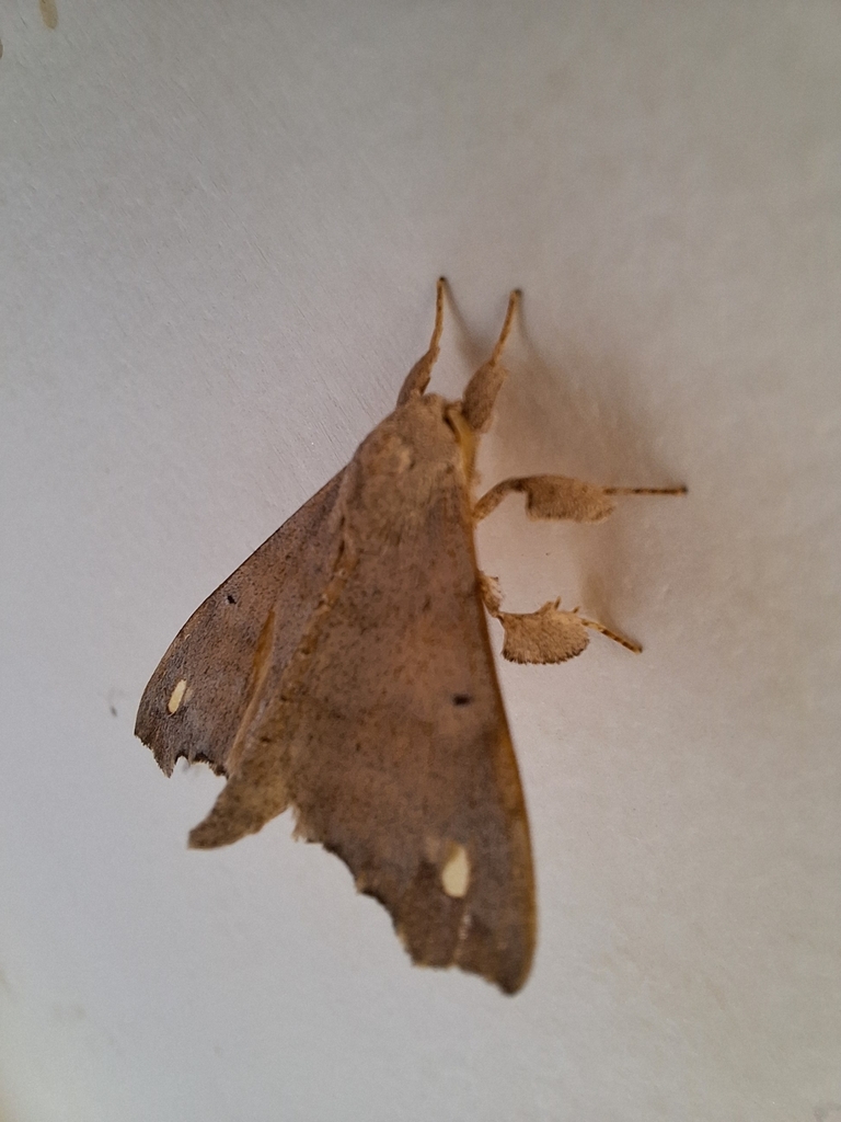 Olceclostera porioni