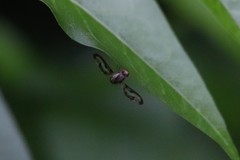 Toxonevra muliebris