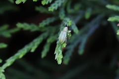 Pachyrhinus lethierryi