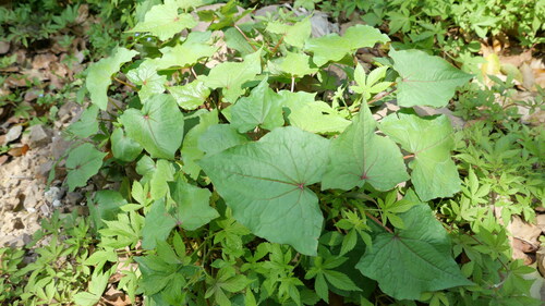 Fagopyrum tataricum iNat (3)