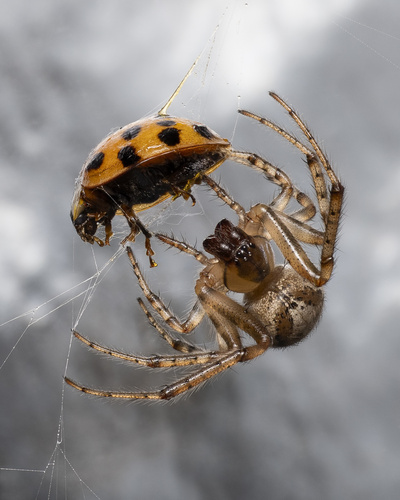 Missing sector orb weaver