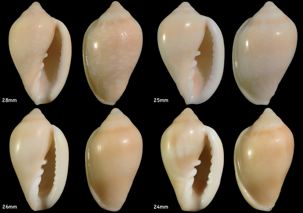shiny marginella