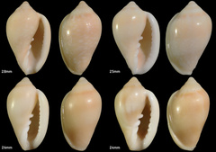 Shiny marginella