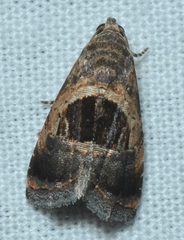 Tripudia rectangula