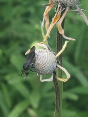 Cerotainia