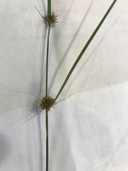 Rhynchospora microcephala