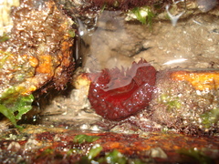 Image of Bunodosoma caissarum