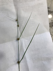 Rhynchospora microcephala