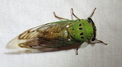 Neotibicen superbus
