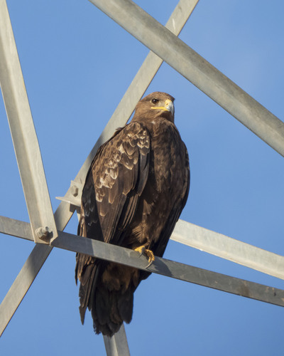 Steppe Eagle