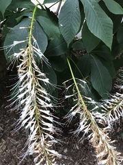 Aesculus parviflora