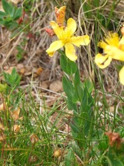 Hypericum richeri