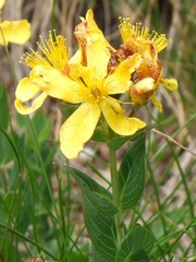 Hypericum richeri