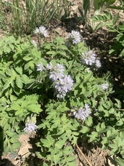 Hydrophyllum occidentale